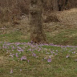 Meet your Posher, Natasha